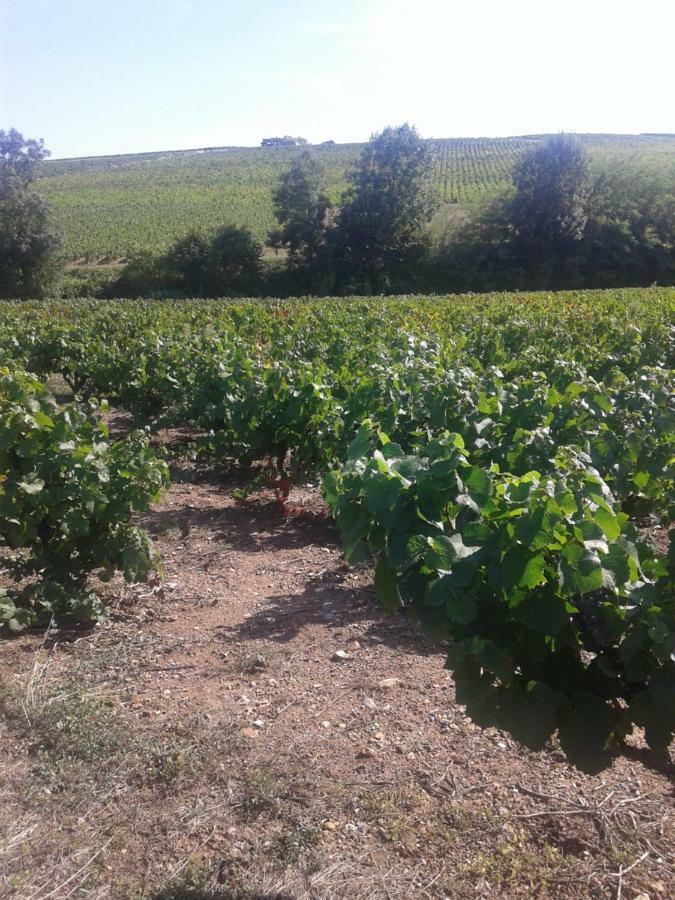 La Maison Des Vignes Charentay Ngoại thất bức ảnh