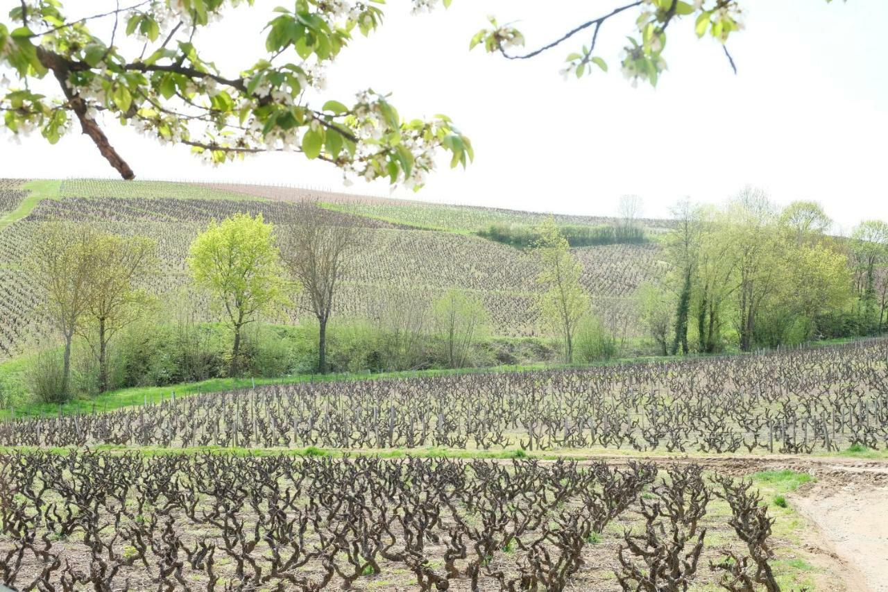 La Maison Des Vignes Charentay Ngoại thất bức ảnh